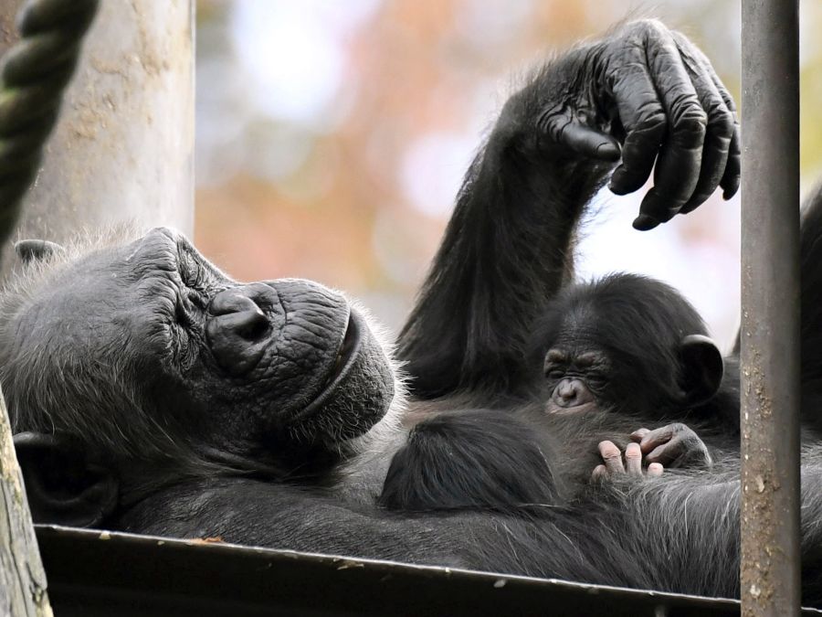 Šimpanzia matka s mláďatami
