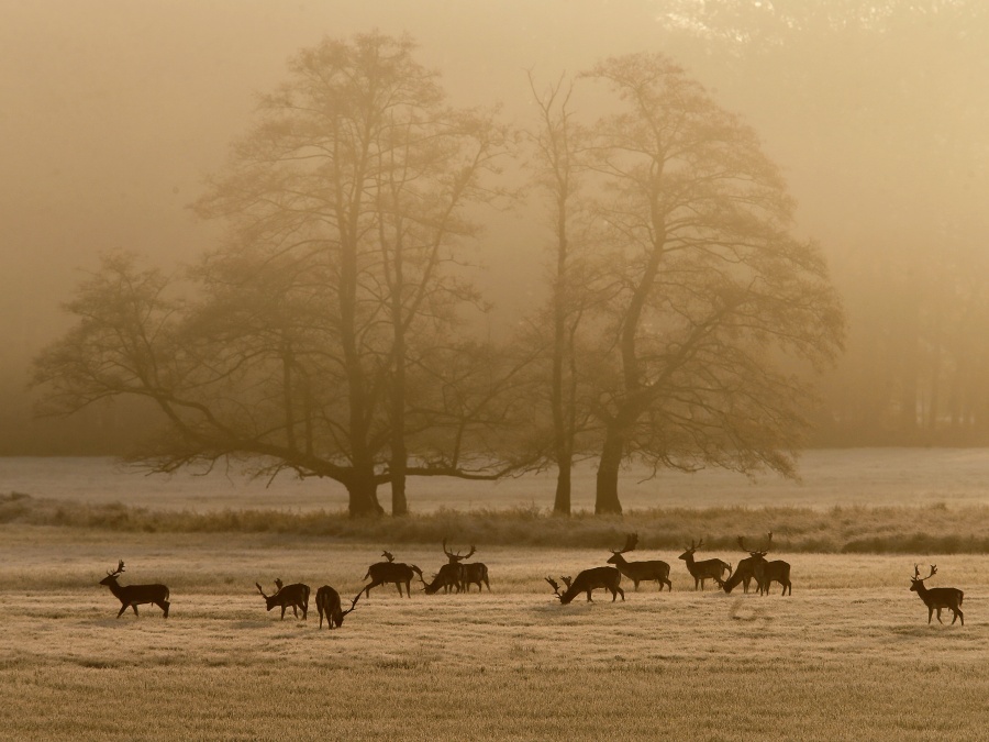Skupinka danielov na lúke 