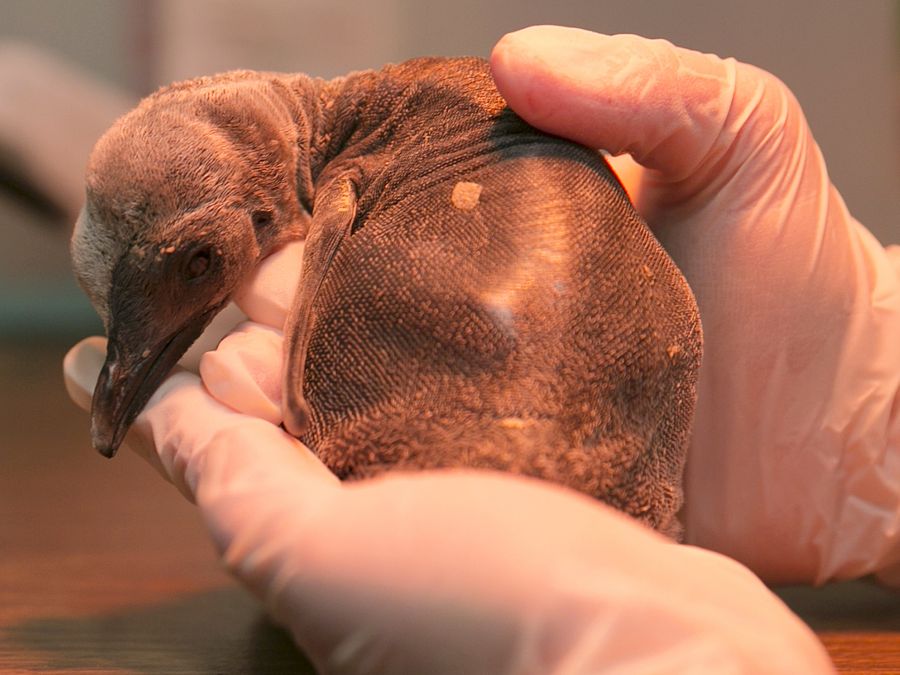 Mláďatko tučniaka kráľovského