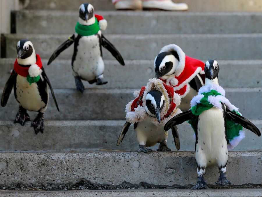 Vianočné tučniaky