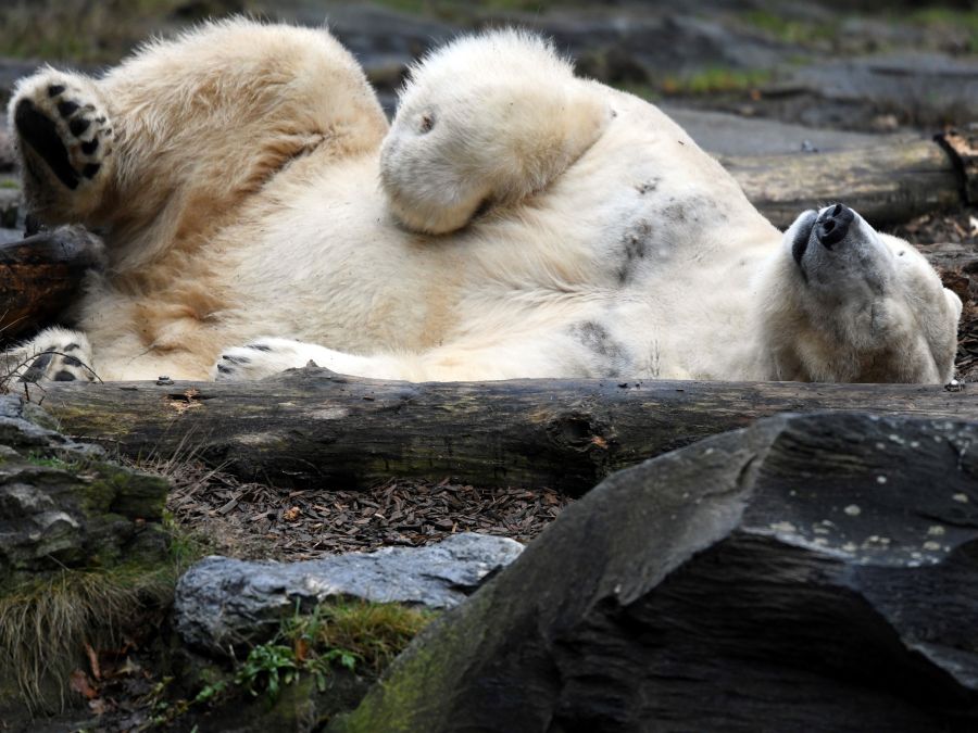 Polárny medveď Wolodja si dal šlofíka