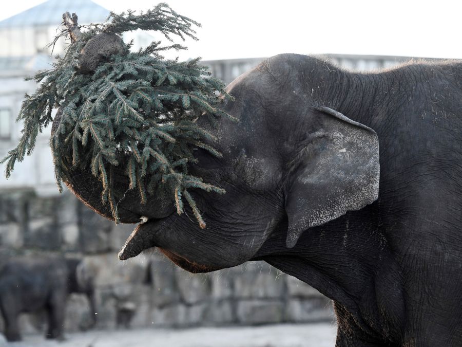 Slon Frosja sa zabáva