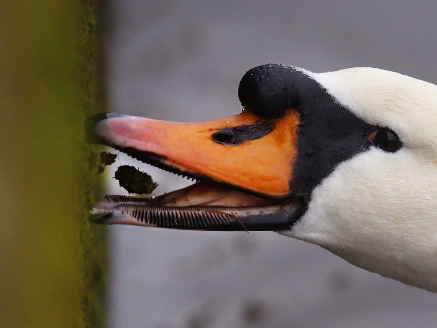 Labuť na nábreží rieky Mohan