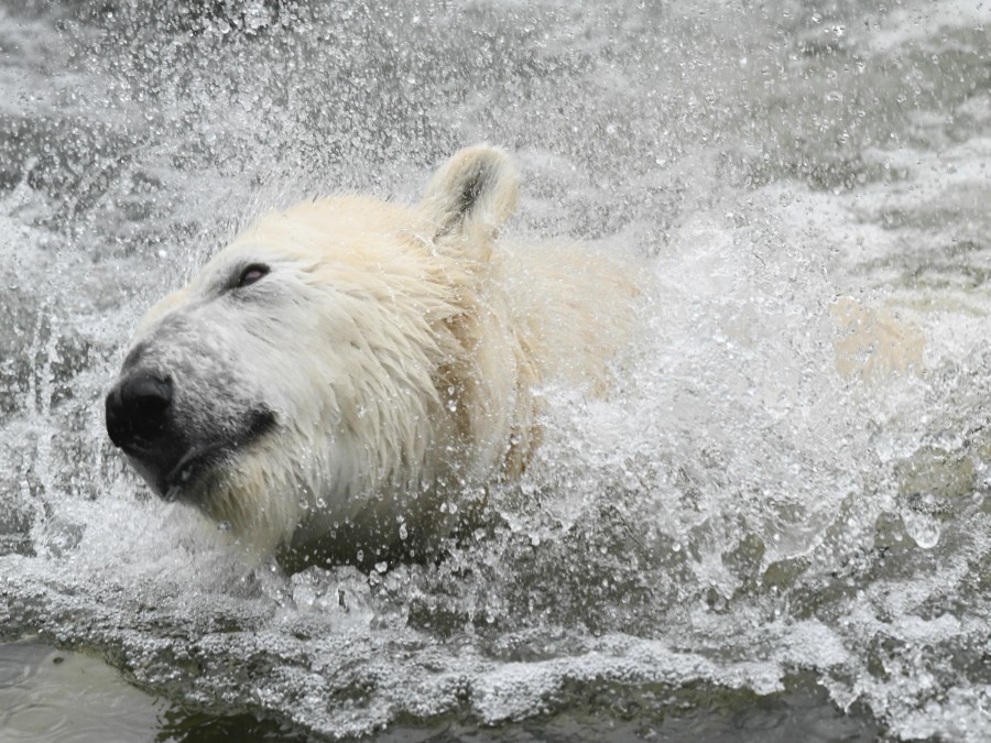 Ľadový medveď v zoo v Berlíne