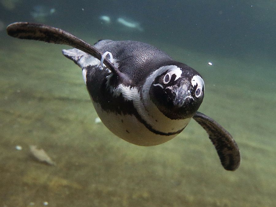 Tučniak okuliarnatý