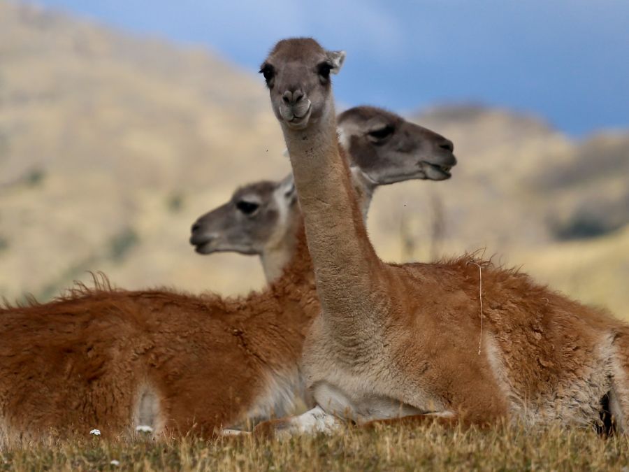 Guanacos