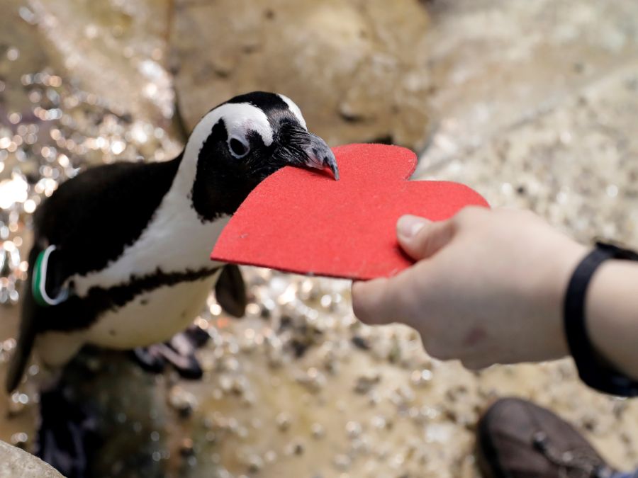 Deň sv. Valentína aj u tučniakov