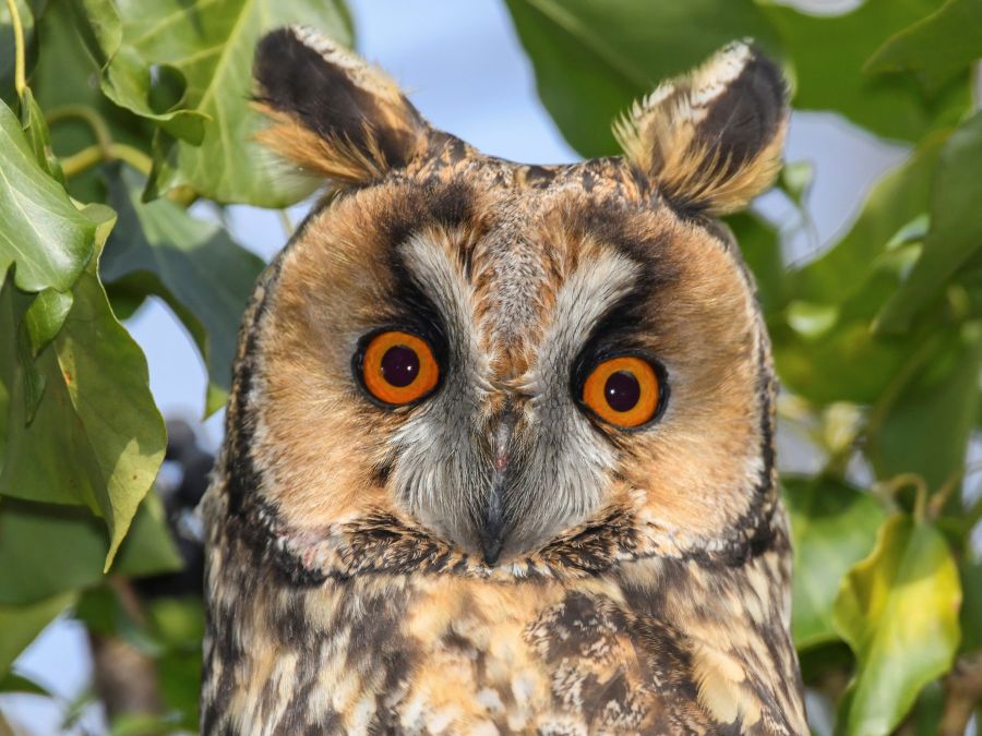 Krásna myšiarka ušatá