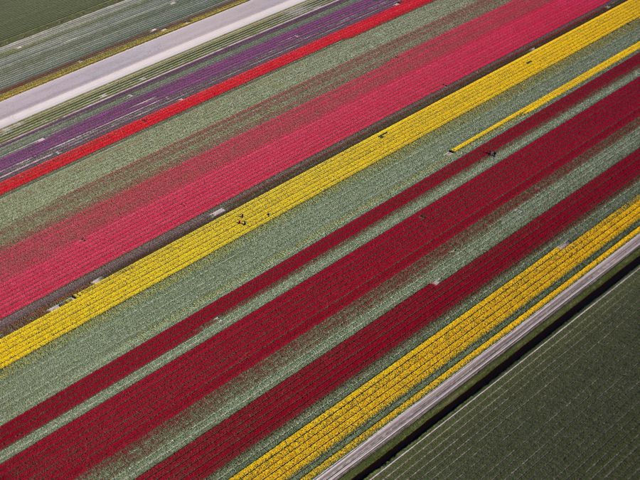 Tulipánový koberec