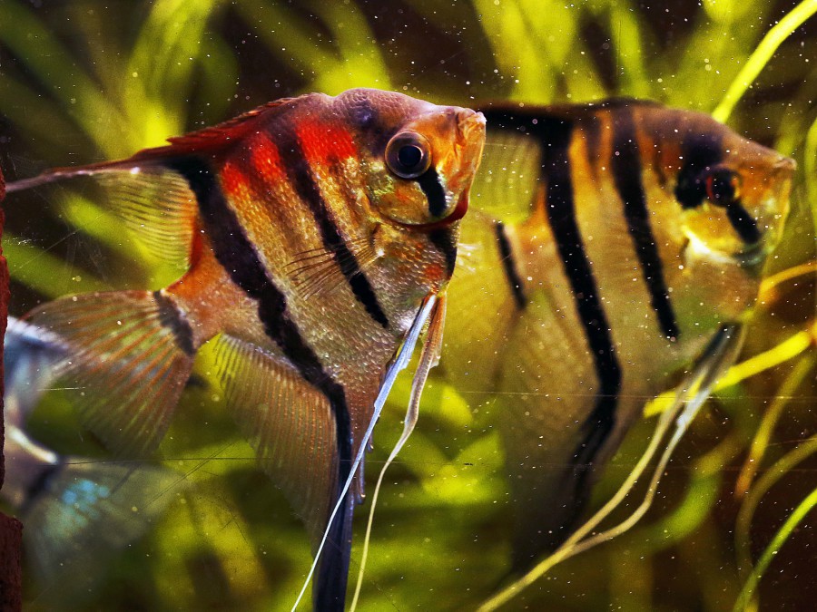 Pestrofarebné rybky