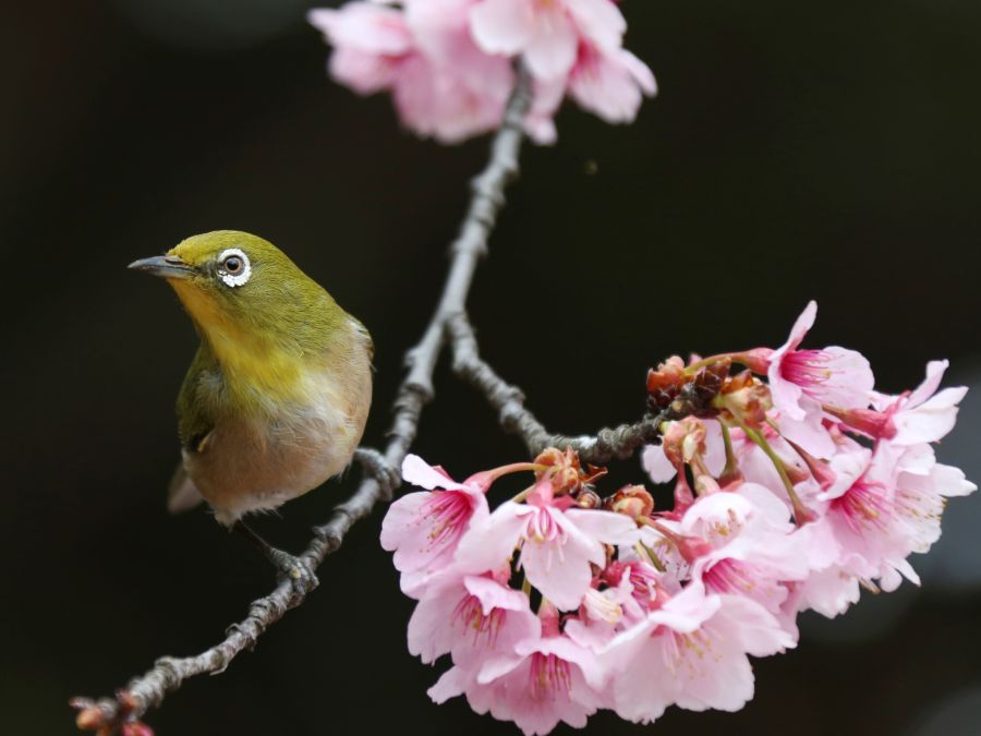 Okánik mikádo a rozkvitnuté skoré čerešne