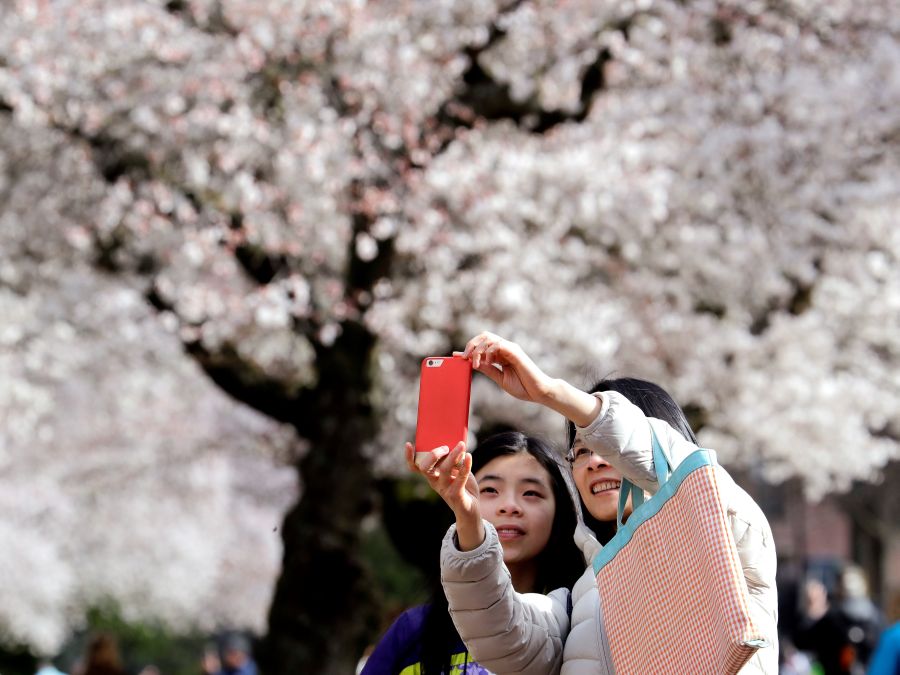 Krásne rozkvitnuté čerešne