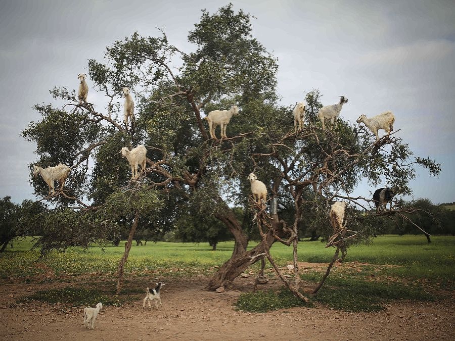 Kozy v úlohe stromolezcov