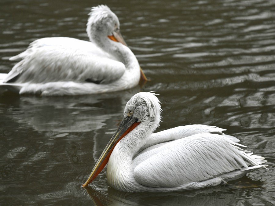 Prírastok v košickej Zoo