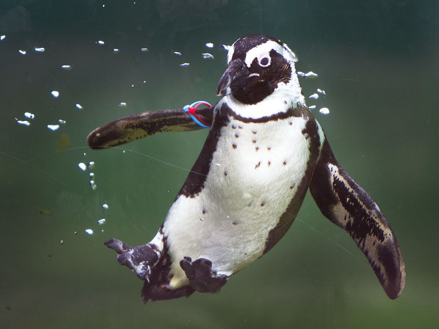 Tučniak okuliarnatý si užíva deň