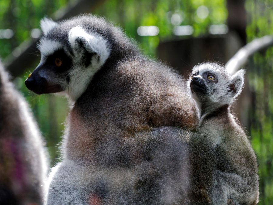 Tohtoročný prírastok v bratislavskej ZOO
