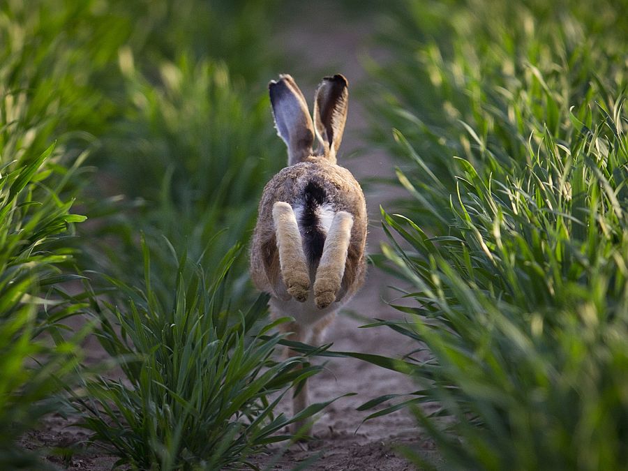Zajko si spokojne beží po poli