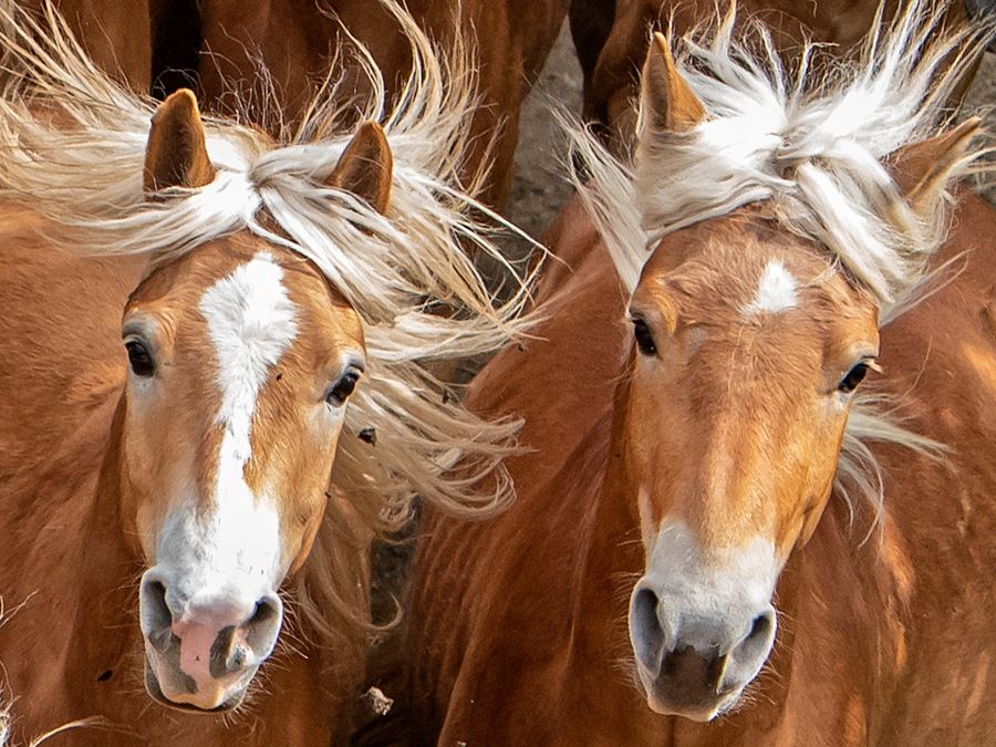 Kone si užívajú výbeh