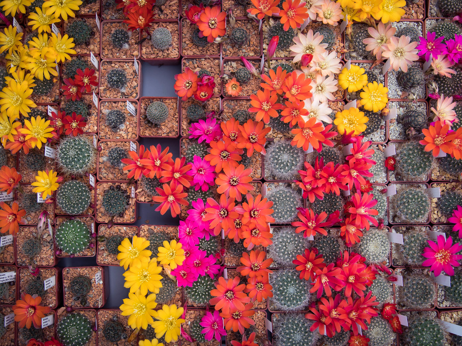 Bratislava rozkvitla