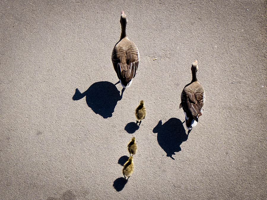 Rodinka na prechádzke