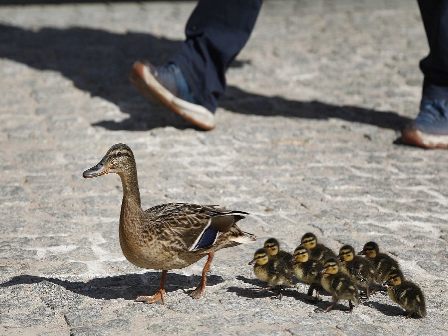 Nasledujte mamičku veliteľa