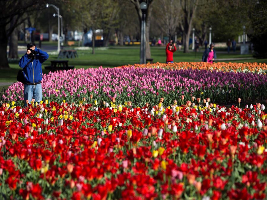 Všade samé tulipány