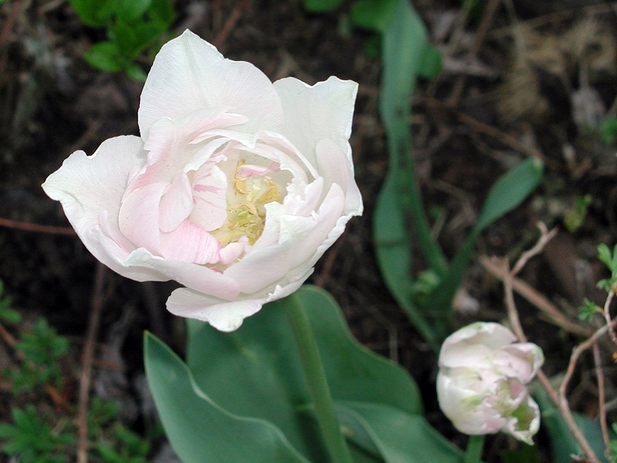 Nenáročný tulipán