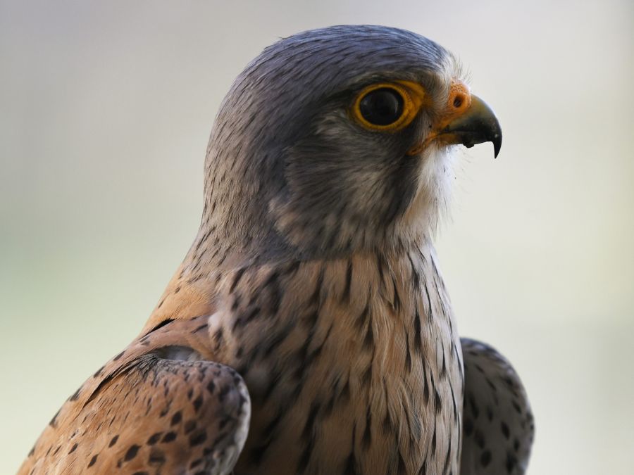 Nádherný sokol myšiar 