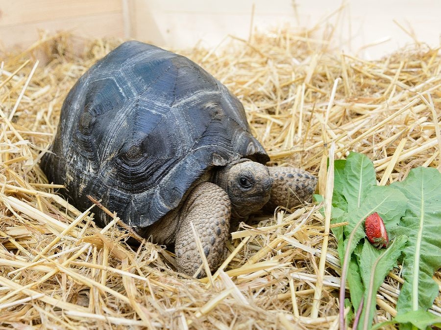 Korytnačí pohľad na život