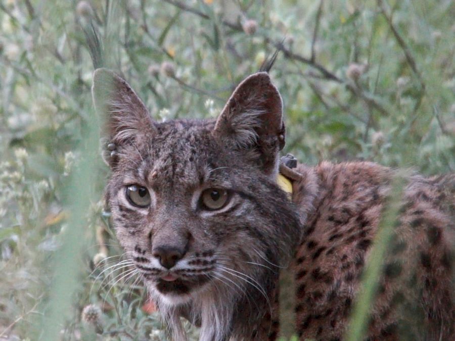Objavili vzácny druh rysa