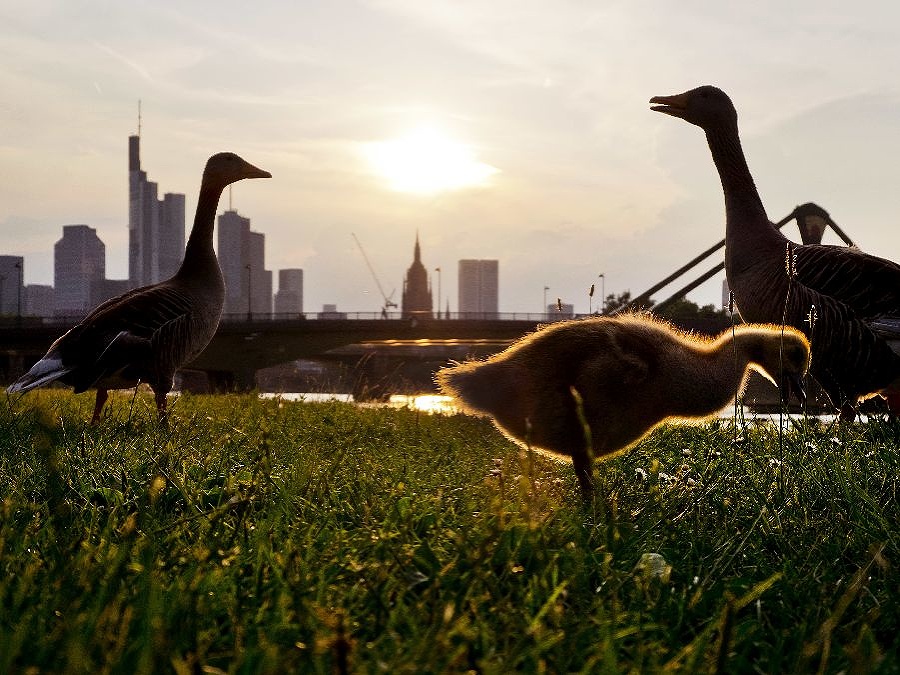 Kŕmenie sa trávičkou