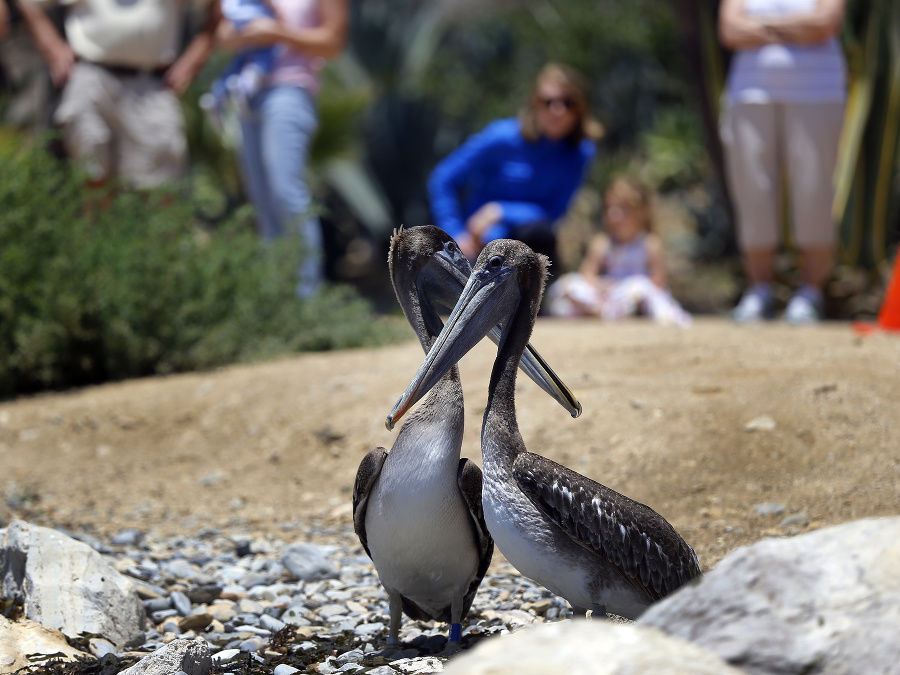 Záchrana pelikánov