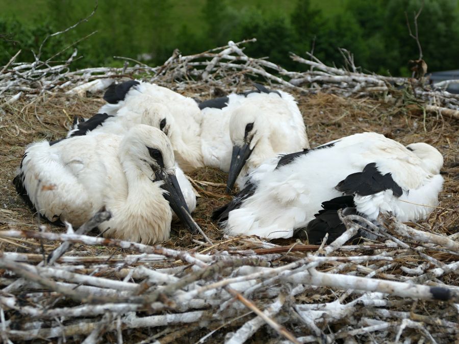 Mláďatká bociana bieleho