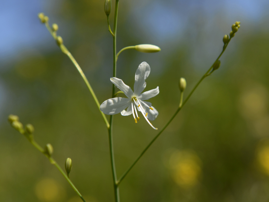 Posledný jarný deň