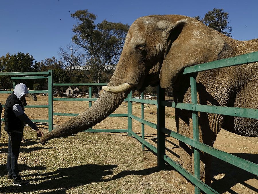 Ďakujem za sladký citrus, milý pane