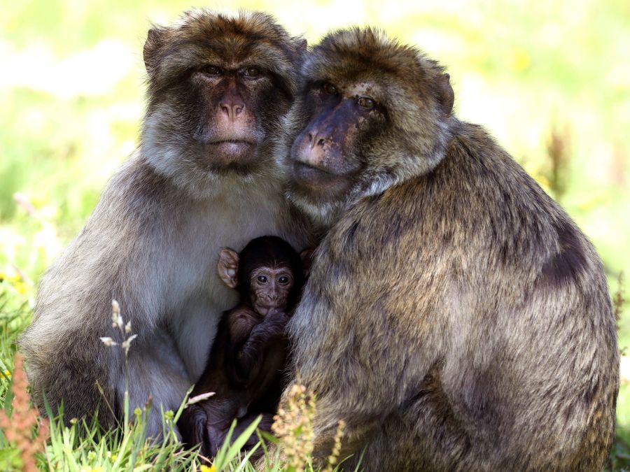 Rodinka makakov