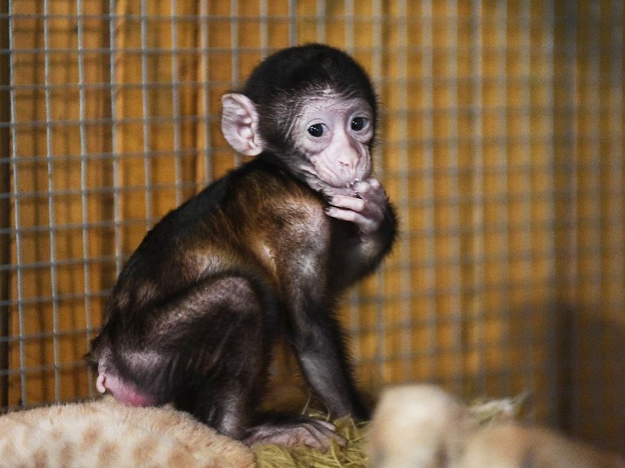 Jeden rozkošný pohľad, prosím