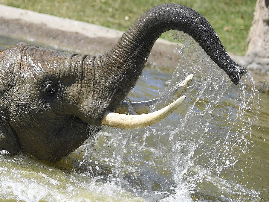 Nemyslite si, že nám sloníkom nie je teplo