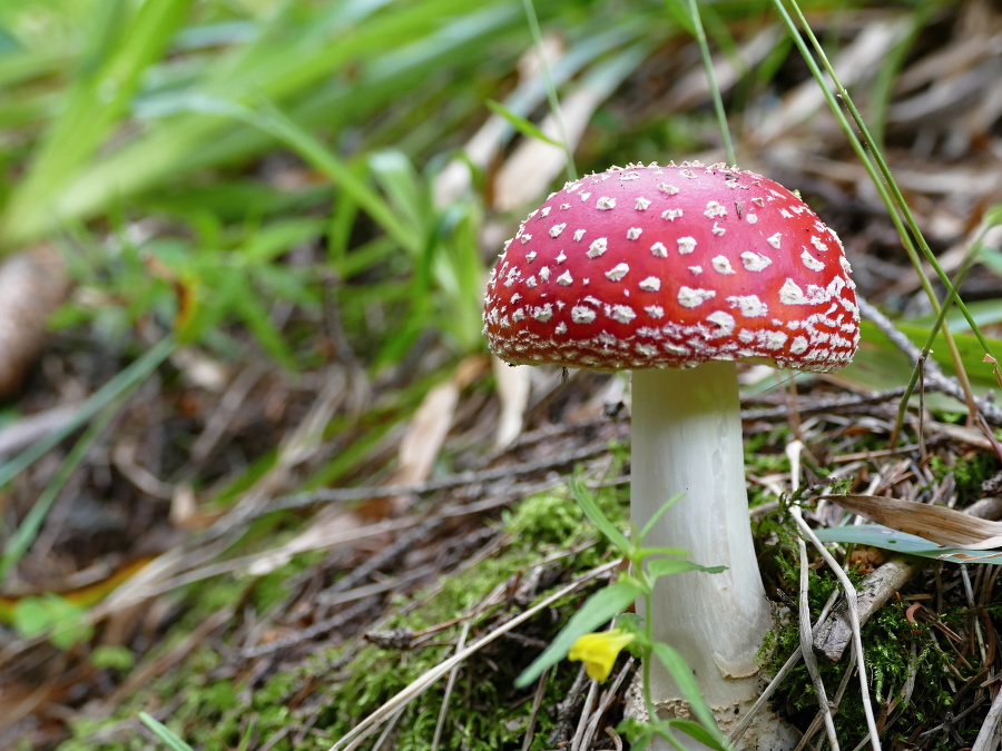 Našli ste ten správny? 