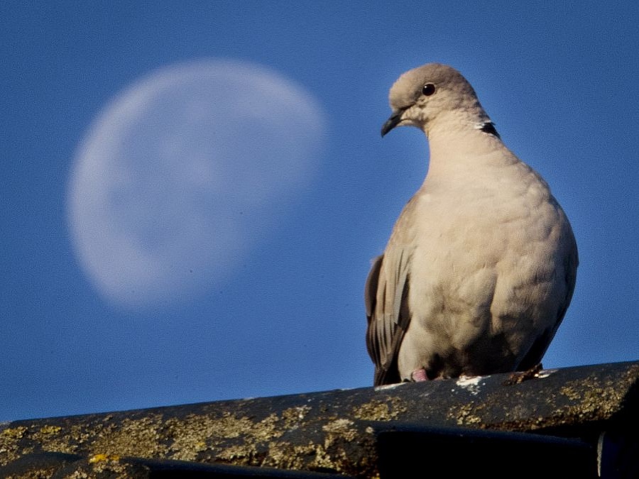 Romantiky nie je nikdy dosť