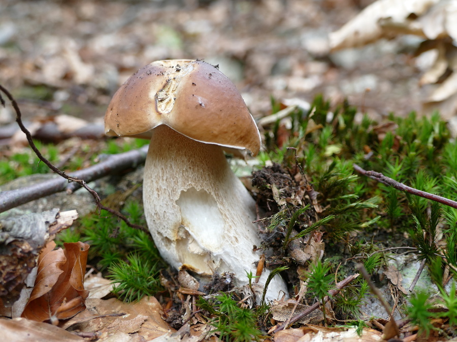 Našli ste už aj vy ten svoj? 