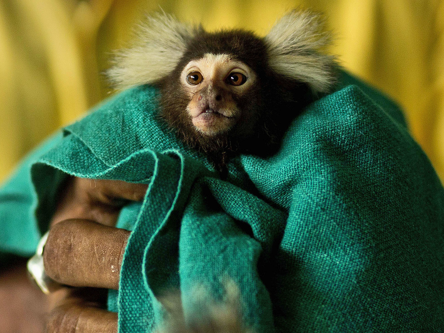 Ohrozený kosmáč bielofúzy