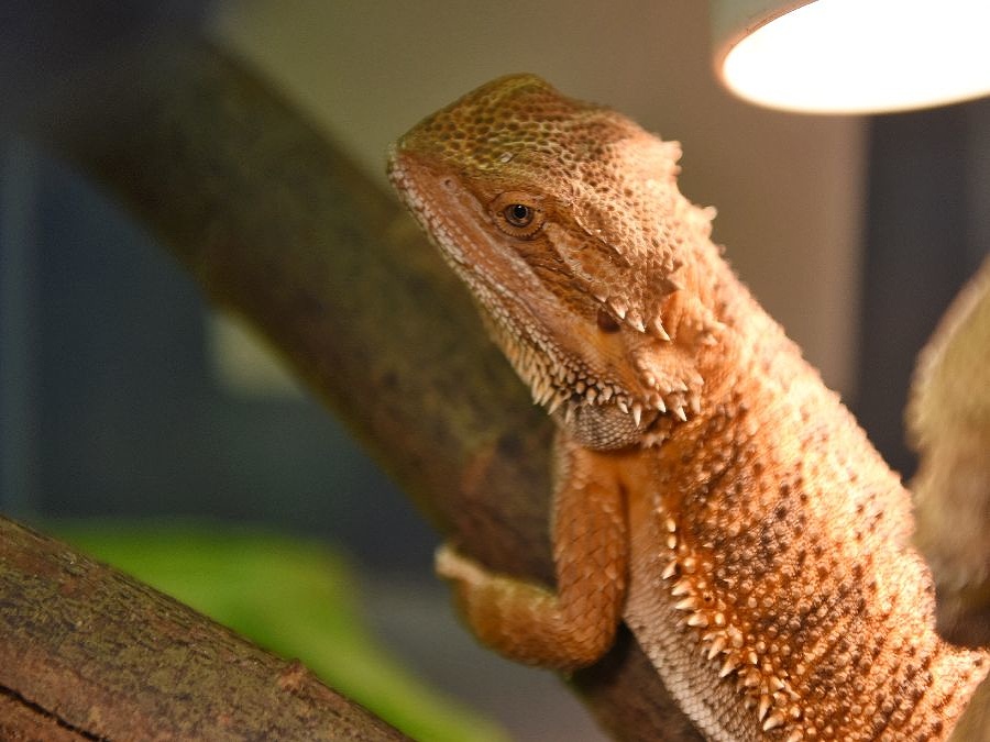 Jednu pózu, prosím, pani agama!