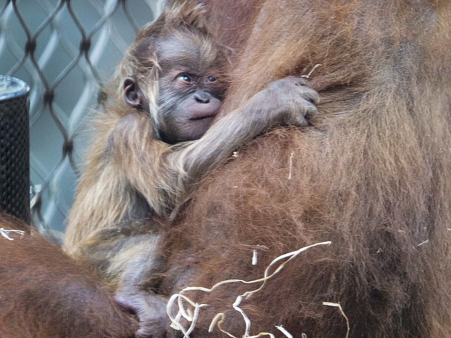 Kde je lepšie než u maminy? 