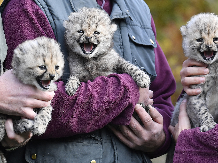 Zlatulinkí chlpatí rozkošníci 