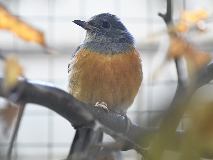 Kampaň na záchranu spevavcov