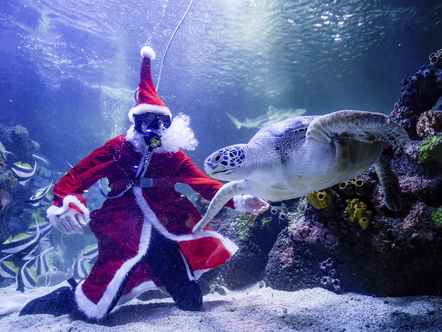 Santa v akváriu