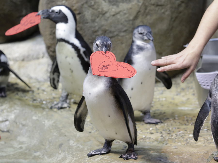 Aj tučniaci majú Valentín
