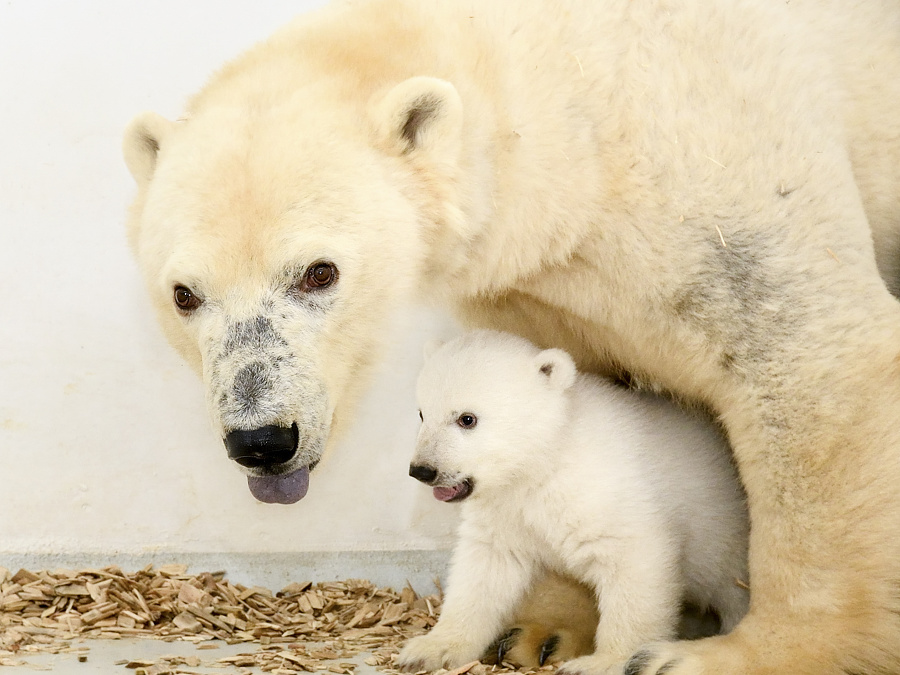 Malý sniežko s maminou