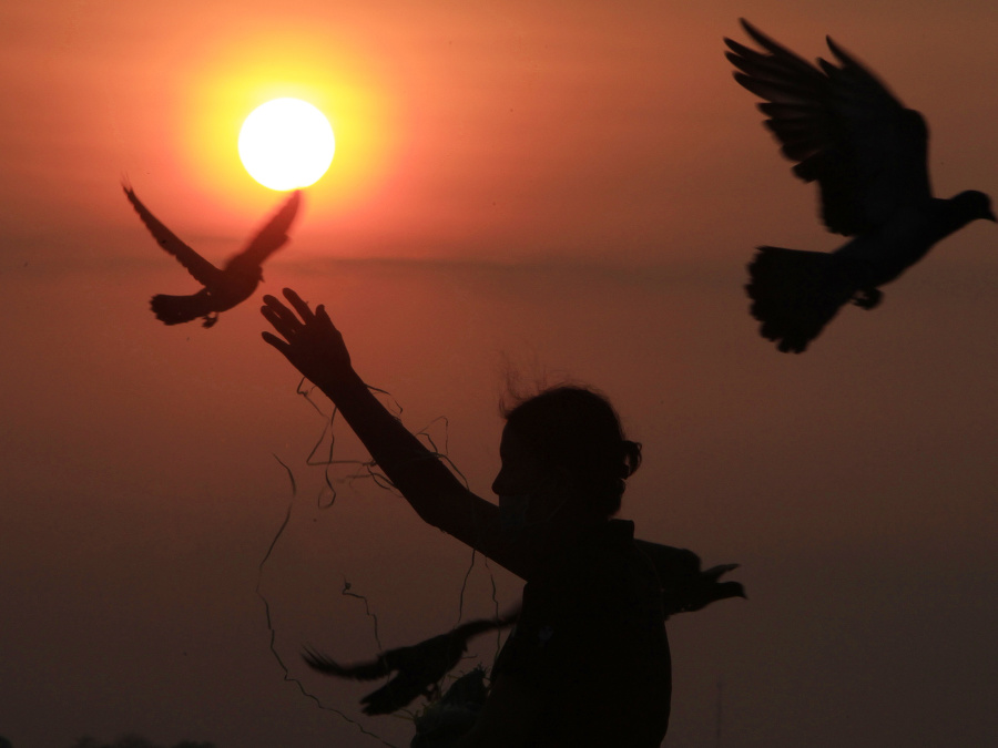 Papajte, milé holúbky